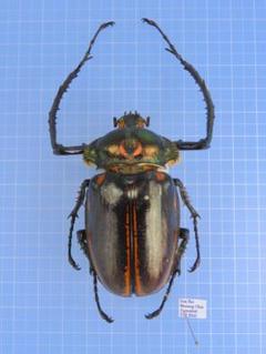 大型　ヤンソニーテナガコガネ　標本 ヤンソニーテナガコガネ 2頭 1頭片方の触覚確認でしていません