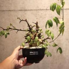 コミフォラ エミニー　Commiphora eminii 極上樹形　鉢30cm コミフォラ エミニー 現地株 発根済み - メルカリ