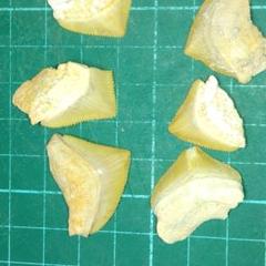 巨大オトディスサメの歯の化石 - 本物の化石（モロッコ産） 古代の海の食物連鎖の頂点にあった巨大鮫、オトダスの歯化石