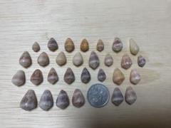 (84)【天然貝殻/イモガイセット】おまとめ買い可能♪ハンドメイドやインテリアに