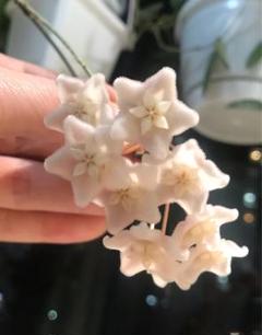 レア ホヤ ヴァンヴィエン hoya vangviengiensis - メルカリ