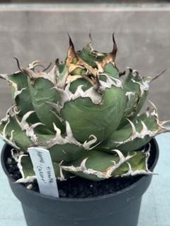 Agave titanota Caesar シーザー 造り込み株のサムネイル