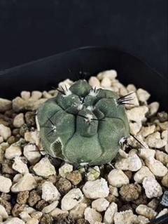 ぞ*ト様 サボテン　コピアポア　黒王丸（現地球カキコ） サボテン コピアポア 黒王丸 現地球 子吹（コピアポア シネレア