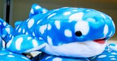 沖縄美ら海水族館 限定販売 ジンベイザメ ①
