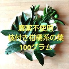 庭の花山椒　100グラム　無農薬 本日　メルカリ便で発送 庭の花山椒 100グラム 無農薬 本日 メルカリ便で発送