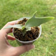 P. willinckii ’Jenny’ TC 1615 Platycerium willinckii 'Jenny'