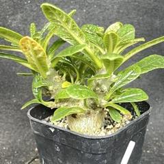 29【塊根植物】ドルステニア ギガス 国内 実生 ドルステニアギガス でっぷり株 ドルステニア・ギガス ドルステニアギガス 実生 Dorstenia Gigas