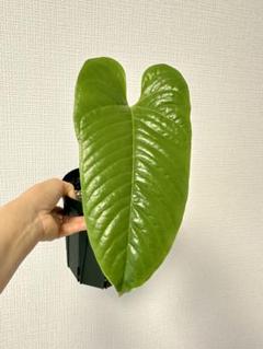 南米直輸入☆Anthurium corazon arrugado☆室内育成