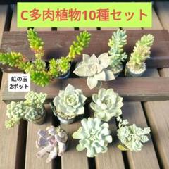 991と16多肉　ままぱんだ　コロラータ　札付　錦玉園　ポットでメルカリ便 ①【ポットごと】多肉植物10種類☆メルカリ便にて - メルカリ