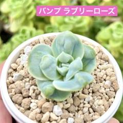 5苗　再入荷　バンプラブリーローズ　前回より大きい　カット苗　多肉植物 2025年最新】ラブリーローズ バンプの人気アイテム - メルカリ