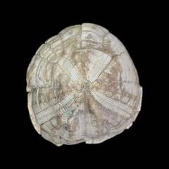 2025年最新】化石 ウニの人気アイテム - メルカリ