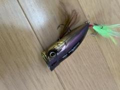 シーズン到来　デプス　パルスコット　トップウォーター　ポップxのサムネイル