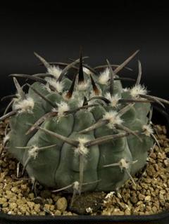 C.バッテリー 狂刺 スーパー実生 鉢植えメルカリ便送料込み 狂刺 スーパーバッテリー 実生 鉢植えメルカリ便送料込み