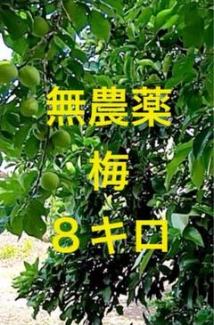 三重県産　完全無農薬　梅　8キロ以上　箱の重さ込まない 三重県産 完全無農薬 梅 8キロ以上 箱の重さ込まない - メルカリ
