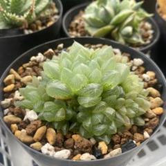 多肉植物 ハオルチア 丸葉月影 鉢のまま - メルカリ