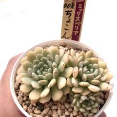 ミックスベリア おらいさん苗 ちょこん 札付き 抽選販売【おらいさん苗】ちょこん | cottage garden