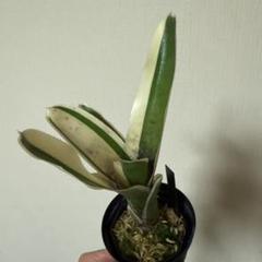 Neoregelia BlueberryBlizzard ネオレゲリア Neoregelia 'Blueberry Tart' – bromeliad.com