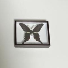中古特殊ドイツ箱2箱セット その他