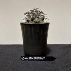 N*M様 コピアポア メガリッツァ / 虎髯玉 VALIEM 鉢付き！バリ N*M様 コピアポア メガリッツァ / 虎髯玉 VALIEM 鉢付き！バリ