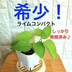 ポトスライムコンパクトネコ ポトスライムコンパクト 予定外の植え替え | @natural＊観葉植物日記
