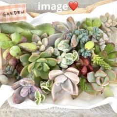 2025年最新】ルビーティント 多肉植物の人気アイテム - メルカリ