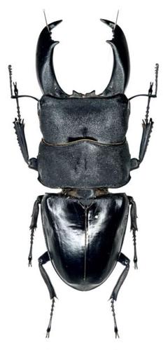 標本 テイオウヒラタ(カマリネス) 野外品 100ミリ 標本 テイオウヒラタ(カマリネス) 98 ミリ