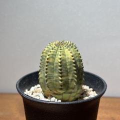 オベサ イタリア輸入株 Euphorbia オベサ x antique pot 460_464 | 多肉植物の専門店