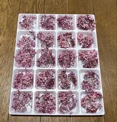 まころんのお花畑で咲いた美しい紅色のピンクアナベルのドライフラワー40 冠‼️のサムネイル