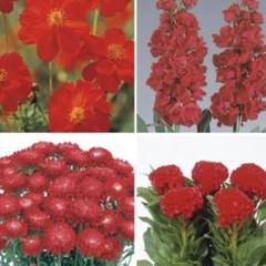 赤い花 生花】カラー(赤)レッドシンフォニーなど 40cm程度【OT】 - 花材