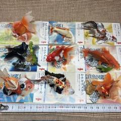 ヤナギデメキン 原色鑑賞魚図鑑 シークレット ヤナギデメキン 原色鑑賞魚図鑑 シークレット