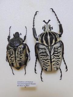 タンザニア産 Diastellopalpus fuelleborni ♂♀ 20mm/19mm