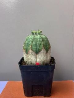 オベサ　木質化　美株　コレクション 木質化 オベサ / ユーフォルビア | LIGHTHOUSE.PLANTS - 海外