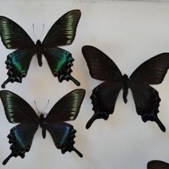 2025年最新】ミヤマカラスアゲハの人気アイテム - メルカリ