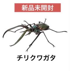 2025年最新】チリクワガタ 標本の人気アイテム - メルカリ