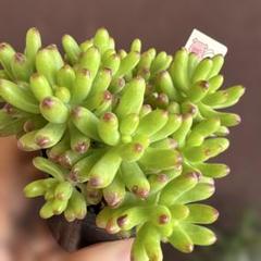 多肉植物　ルビーティント　25苗限定❣ Amazon｜多肉植物No.525 ルビーティント 自然群生 9センチポット