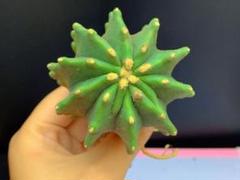 純黄刺 金冠竜 実生 鉢植えメルカリ便発送( •ω- )☆ 純黄刺 金冠竜 実生 鉢植えメルカリ便送料込み - メルカリ