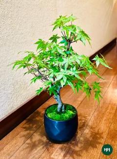 盆栽鉢 山秋の中古/未使用品 - メルカリ 盆栽鉢 山秋の中古/未使用品 - メルカリ