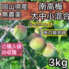 南高梅 青梅 大中小混合 3kg 無農薬 岡山県産 農家直送 - メルカリ