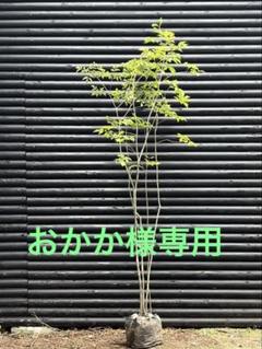 2025年最新】アオダモ 山採りの人気アイテム - メルカリ