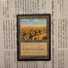 MTG Plains 平地　英語版　ひまわり　APAC MTG APAC Plains 平地 ひまわり 基本土地 - メルカリ