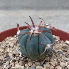サボテン 翠平丸 エキノカクタス 実生苗 - メルカリ