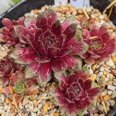m85095104641_1.jpg?1717947344