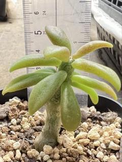 ル*ト様 チレコドン　デシピエンス isla del pescado - Tylecodon decipiens-チレコドン・デシピエンス