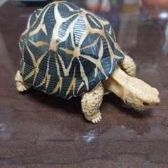 いきもの大図鑑　かめ　インドホシガメ　ガチャ　BANDAI