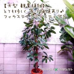 【B級品/大型観葉植物/希少】とても珍しい観葉植物♪フィカス・キアティスティプラ