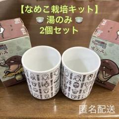 なめこ栽培キット】湯のみ（えんじ）2個セット ペア なめこ