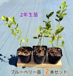 ブルーベリー苗 オニール42本セット(オーダー)