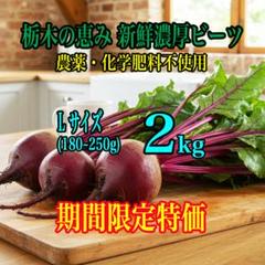 朝採りビーツ Lサイズ 箱込み2kg／無農薬栽培／豊作特価でお届け