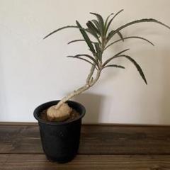 ユーフォルビア ワリンギアエ 塊根植物 レア - メルカリ