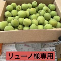 クール発送❣️函館近郊産青梅6キロサイズM以上混合 クール発送❣️函館近郊産青梅6キロサイズM以上混合 - メルカリ